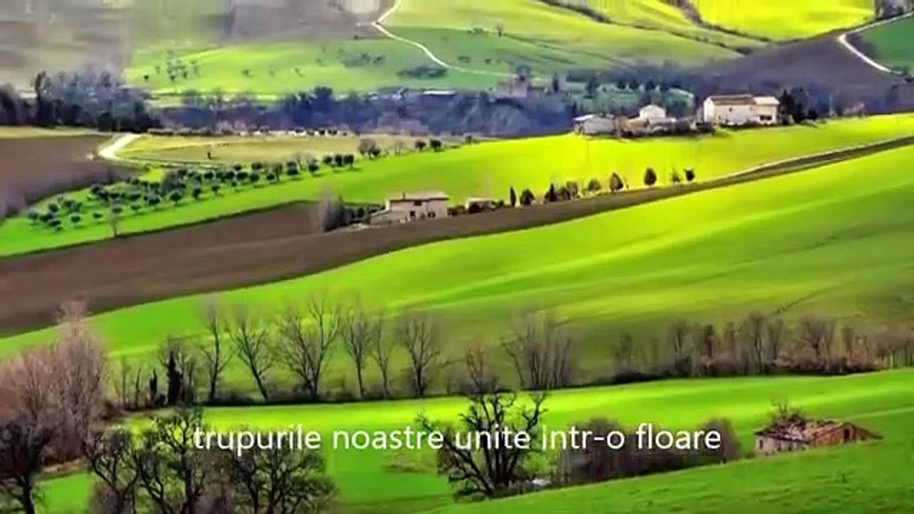Puiu Nastase - Viola