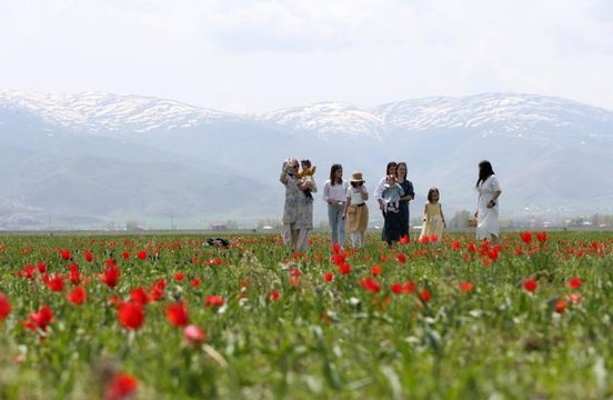 Endemik tür olan Muş lalesi, Muş Ovası'nı süsledi
