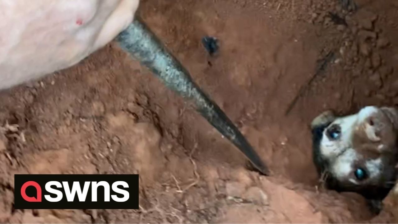 Heroic moment dog was rescued after falling dow...