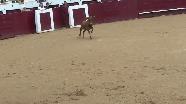 30.04.2022 Soustons Vert Galant Fete de La Marensiña Ganaderia Vert Galant 3e Sortie