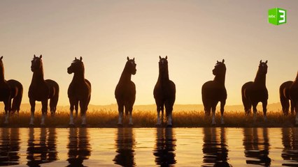 ذكر الخيل في القرآن الكريم