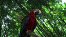 Beautiful parrots in pristine forests