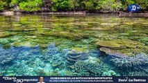 UNESCO lanza un plan de emergencia para el cuidado de los arrecifes de coral | La buena noticia