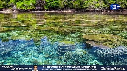 UNESCO lanza un plan de emergencia para el cuidado de los arrecifes de coral | La buena noticia