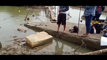 Mancing Baramundi - strike Perdana Kakap putih