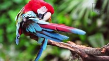 Interesting facts about green winged macaw by weird square(360P)