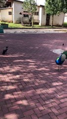 Caught This Crow Picking on a Peacock