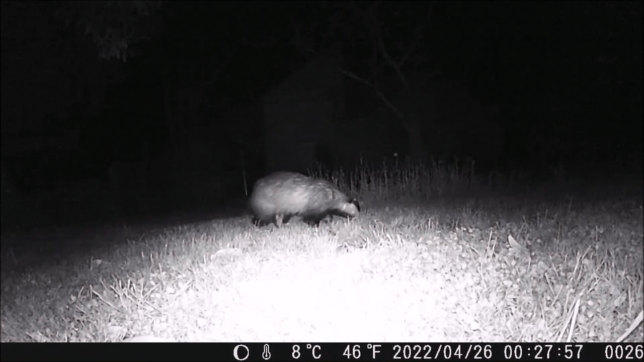 Blaireau européen filmé de nuit avec une caméra piège en bretagne le 26 avril 2022
