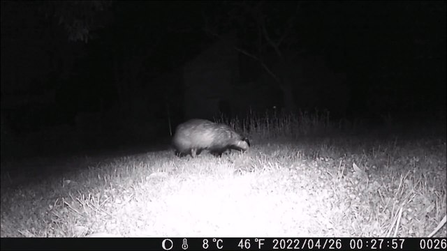 Blaireau européen filmé de nuit avec une caméra piège en bretagne le 26 avril 2022
