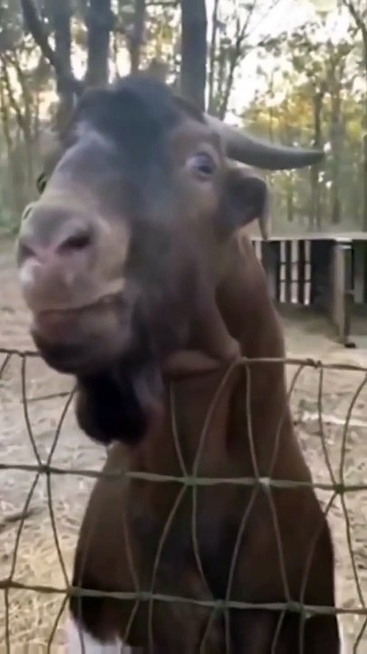 Funny status video! 