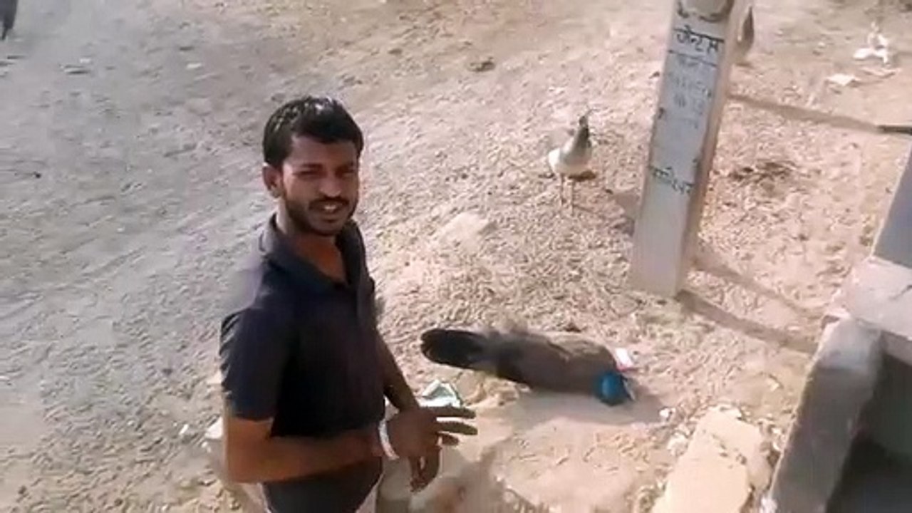 विद्युत लाइन की चपेट में आकर जान गंवा रहे राष्ट्रीय पक्षी