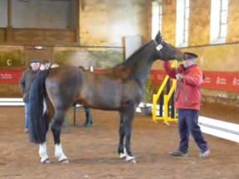 Etalons Poney Haras du PIn Mars 2008 TEAKE IT EASY 2