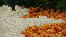 Países Bajos luce estos días todo el esplendor primaveral de los tulipanes