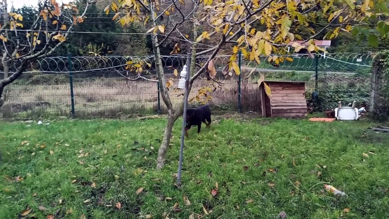 The Most Playful Rottweiler Ever