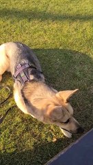 Crow Tugs Dog's Tail at Park