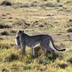 When_the_leopard_goes_hunting.