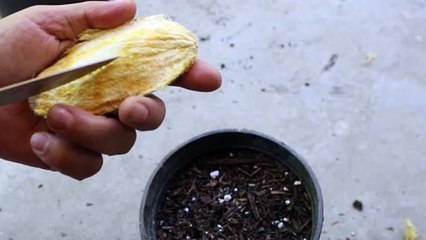 How to Germinate Mango Seeds