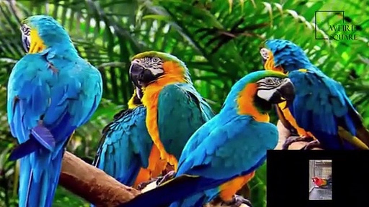 Interesting facts about Yellow macaw by weird square(360P)