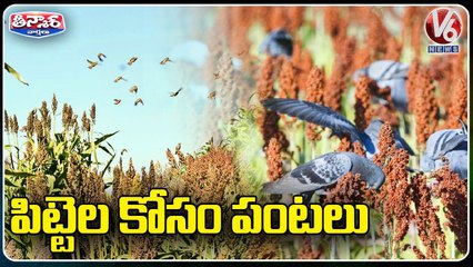 Farmer Leaves His Entire Harvest To Feed Birds _ Maharasthra _ V6 Weekend Teenmaar