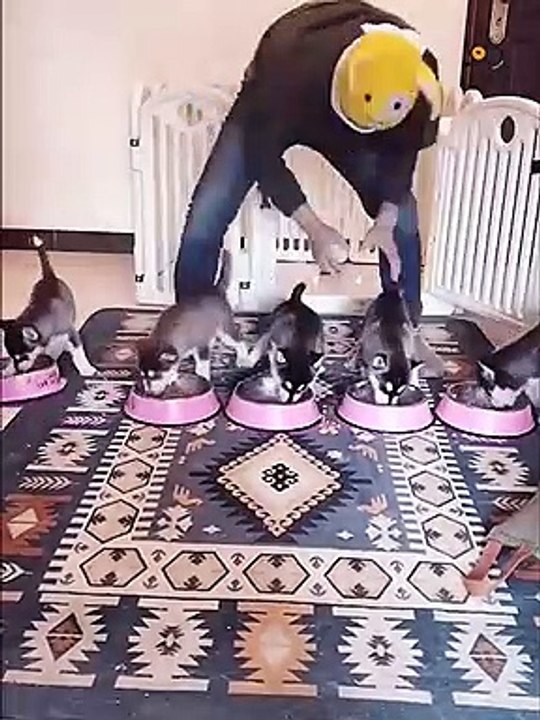 Unbelievable!!! Funny Dog Videos Try Not To Laugh Part -3