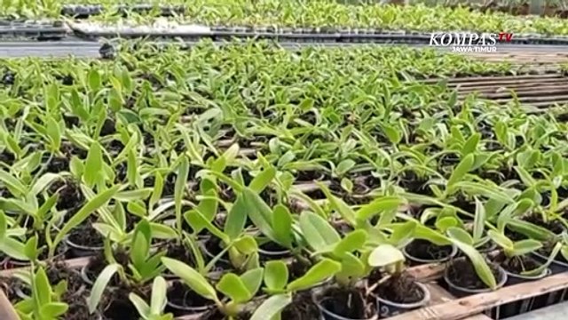 Pemuda Di Madiun Ini Sukses Budidaya Anggrek Beromzet Puluhan Juta Rupiah