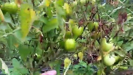 Tomatoes Plant! waiting for harvest!