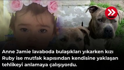Şoke eden manzarayı böyle anlattı! Ya köpeği öldürecekti ya da bebeği ölecekti...