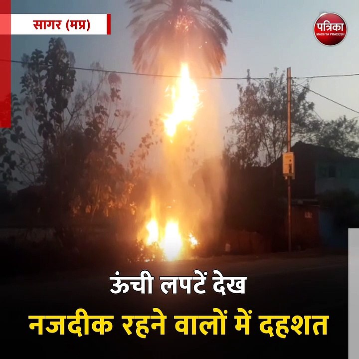 सागर (मप्र): जरुआखेड़ा में बीना मार्ग पर अचानक पेड़ में लगी आग