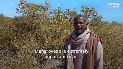 A mangrove revolution: How Egypt is prioritising climate projects in the run-up to COP27