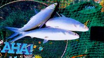 Ang misteryosong bangus sa isla ng Caramoan! | AHA!