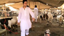 Goats for sale during Bakra Eid, Delhi