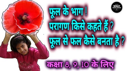 परागण किसे कहते हैं  फूल के भाग  फूल से फल कैसे बनता है   एकलिंगी व द्विलिंगी फूल