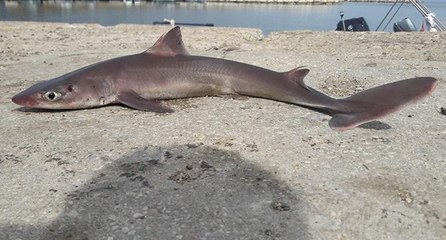 Balıkçı, oltasına takılanı görünce gözlerine inanamadı