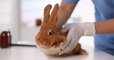 Maltraitée par son ancien propriétaire, une lapine gravement blessée a été recueillie par une association qui la soigne
