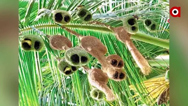 Endangered species Like Weaver Bird are on the Verge of Extinction