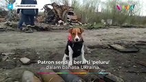 Sosok Anjing yang Sukses Selamatkan Banyak Warga Ukraina