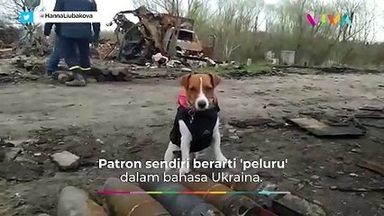 Sosok Anjing yang Sukses Selamatkan Banyak Warga Ukraina