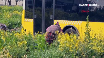 İstanbul Sultangazi'de İETT otobüsü araziye uçtu, ekinleri zarar gören kadın tepki gösterdi: 3-4 tane erik ağacım var hepsini yıkmış