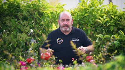 Le plan de tomates - comment bien planter ?