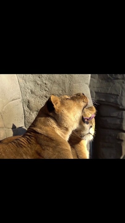 lion