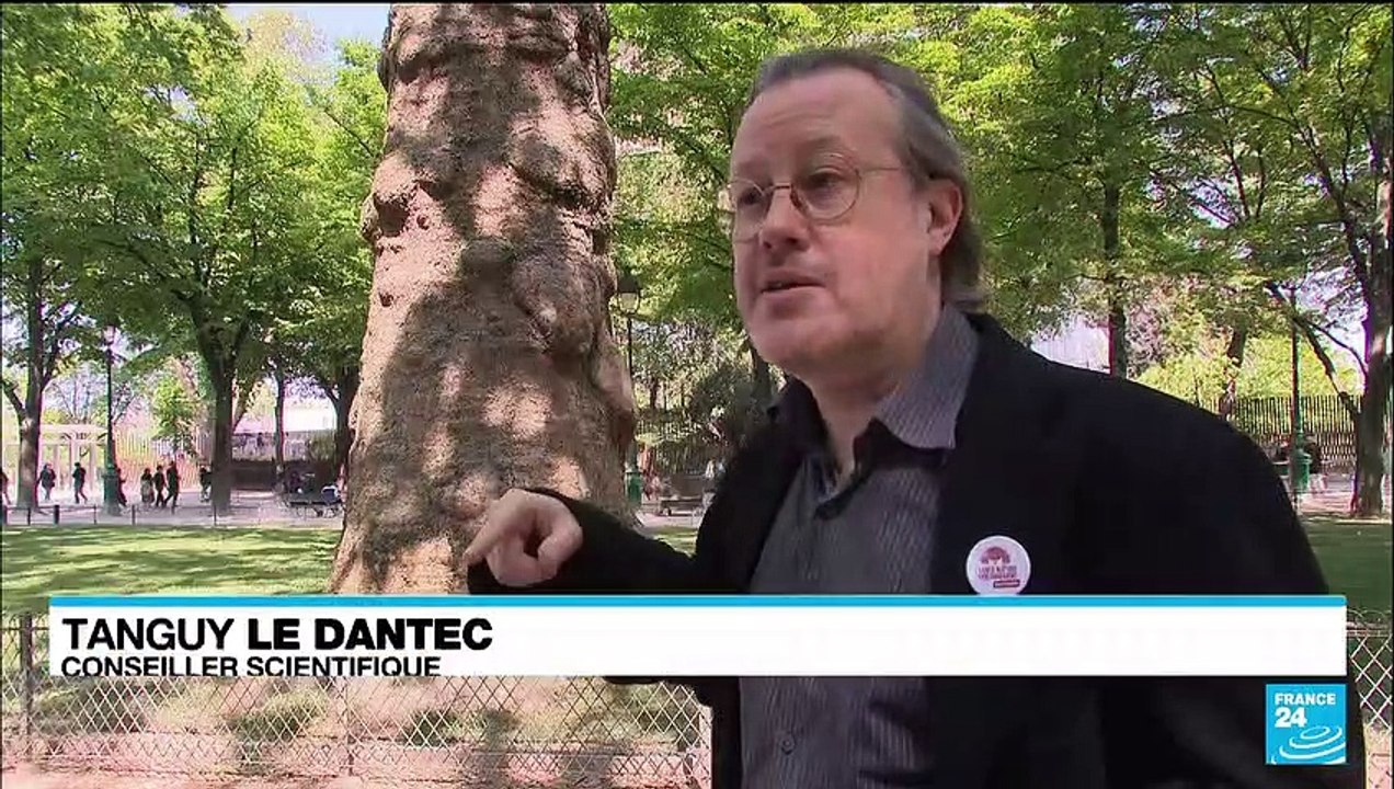 France : l'abattage prévu d'arbres au pied de la Tour Eiffel suscite la polémique