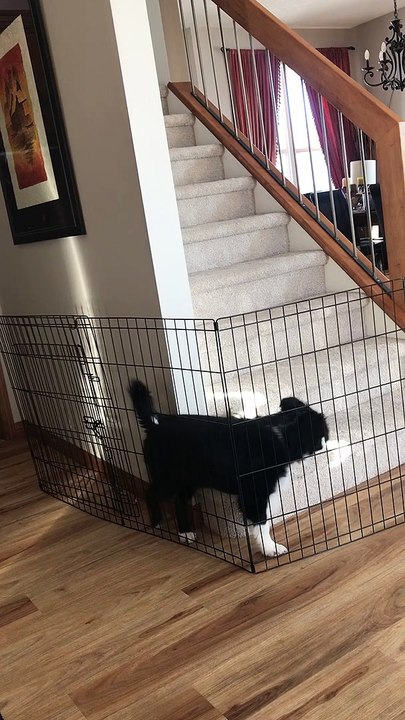 Puppy Outsmarts Owner