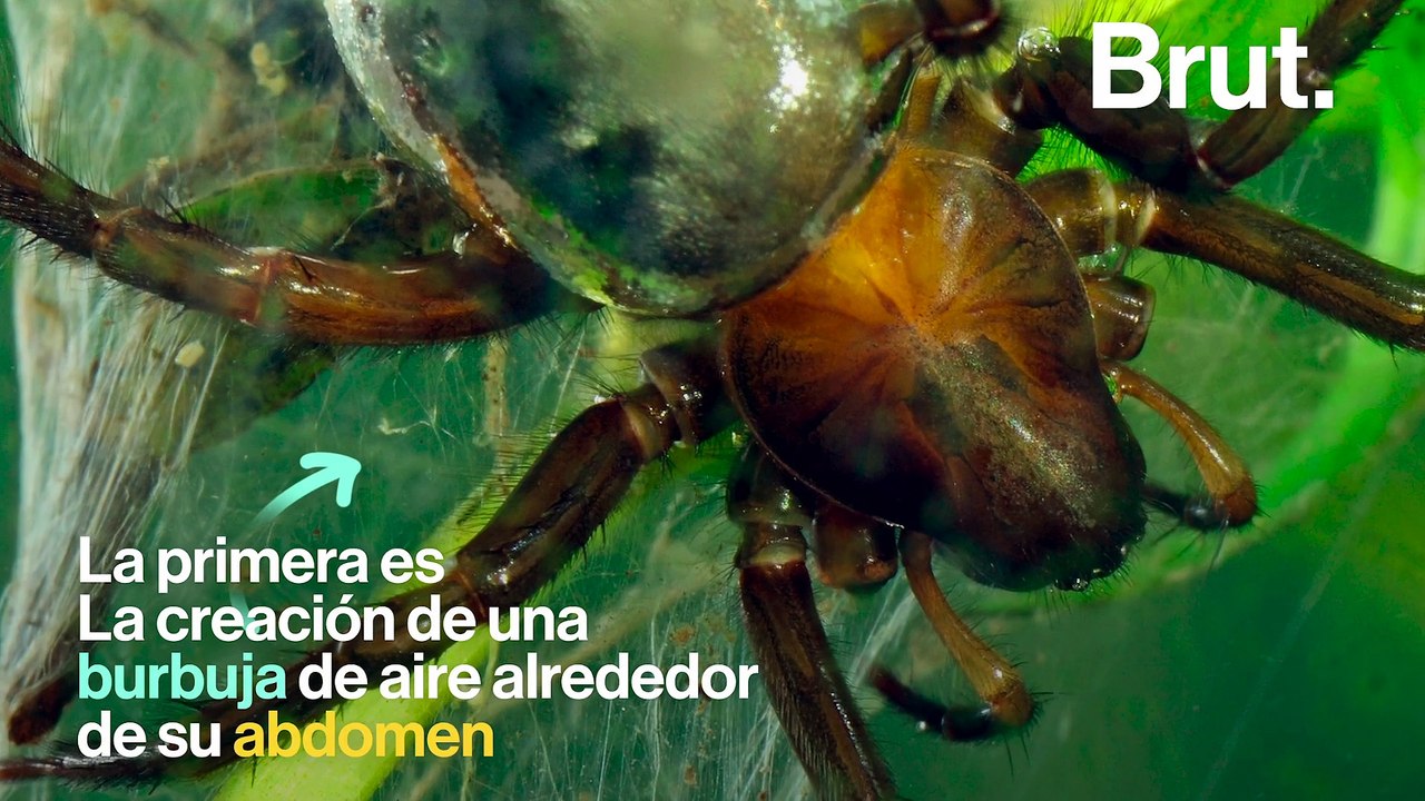 3 arañas sorprendentes 