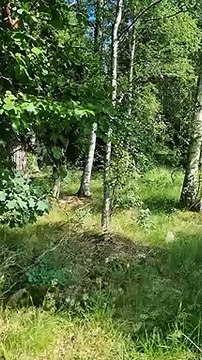 Un renard surpris pendant la sieste