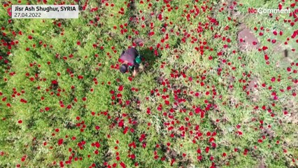 Flowers bloom in war-torn Syria's battered province of Idlib
