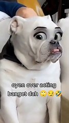 cats and dogs are so cute