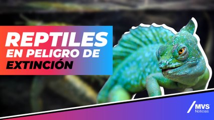 ¡En peligro de extinción! Los reptiles podrían desaparecer