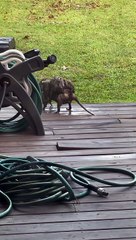 Overloaded Possum Mom Carries Babies on Her Back