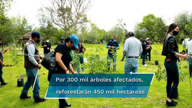 Semarnat garantiza plantar 450 millones de árboles en ruta del Tren Maya