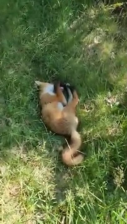 Un renard sauvage surpris en pleine sieste